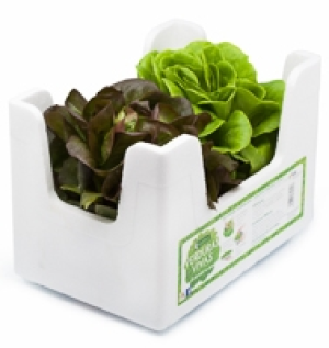 Lechuga de Trocadero Viva Q-SANO