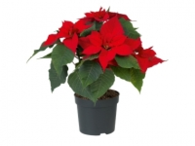 Flor de Pascua 1.99 €