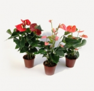 Anturio 6.99 €