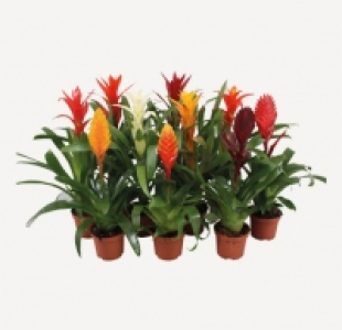Vriesea-Mix 3.69 €