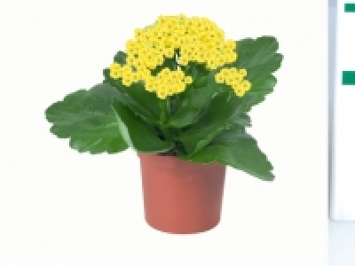 Mini kalanchoe 0.99 €
