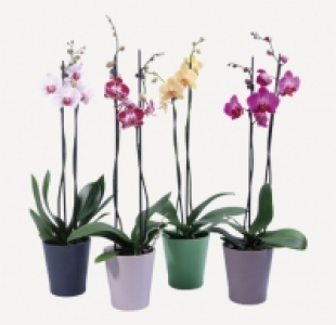 Orquídea 9.99 €