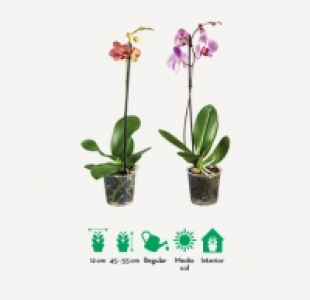 Orquídea 7.99 €