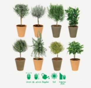 Aldi  Arbusto de planta aromática