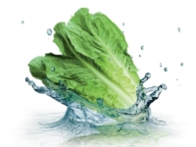 Lechuga romana 1.35 €