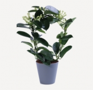 JAZMÍN 5.99 €