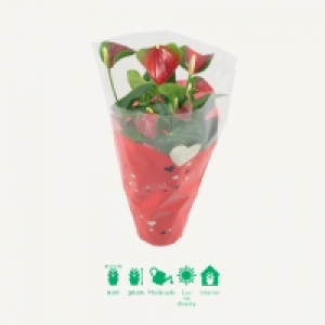 Anturio 5.99 €