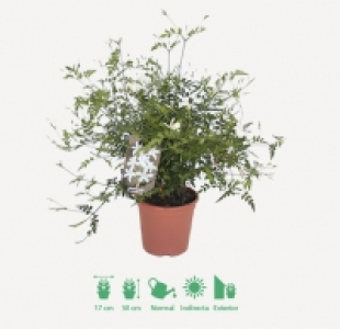 JAZMÍN 4.99 €