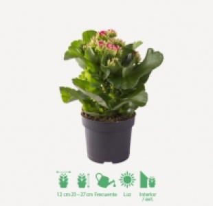 KALANCHOE 2.49 €
