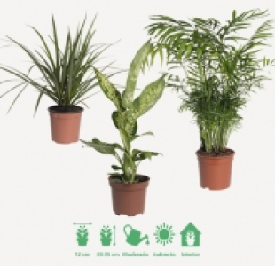 PLANTAS VERDES 2.99 €