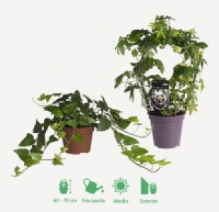 PLANTAS TREPADORAS 3.99 €