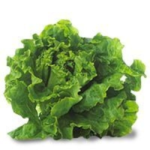 Lechuga Batavia País Vasco
