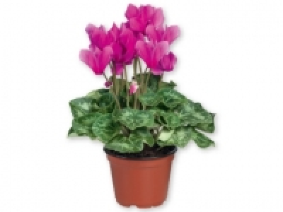 Ciclamen 1.99 €