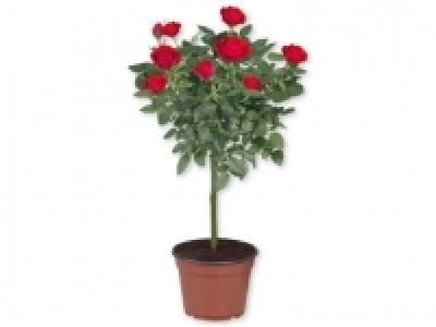 Rosal de pie alto 4.99 €