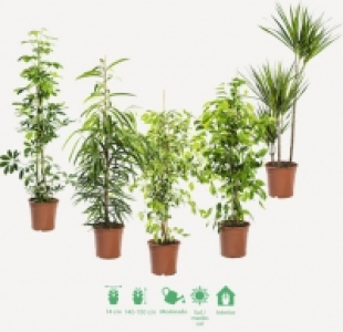 PLANTAS VERDES 11.99 €