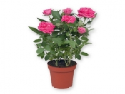 Rosales 2.99 €