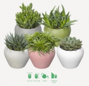 Garden Feelings® SUCULENTA
