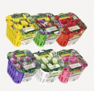 Garden Feelings® BULBOS DE OTOÑO