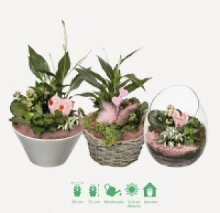 Aldi  PLANTAS DECORATIVAS