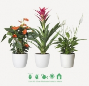 PLANTA EXÓTICA