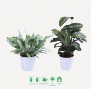 Planta verde 2.99 €