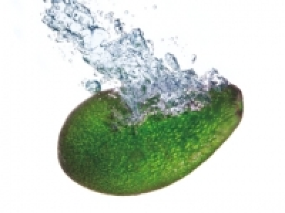 Aguacate 0.69 €