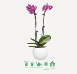 Orquídea con 2 tallos 9.99 €