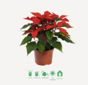 Flor de Pascua 3.99 €