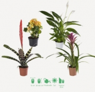 Planta con flor 5.99 €