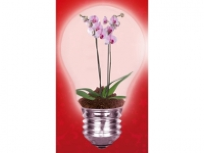 Orquídea 6.99 €