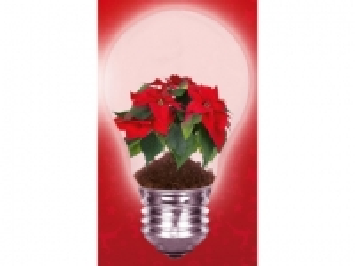 Flor de pascua 2.99 €