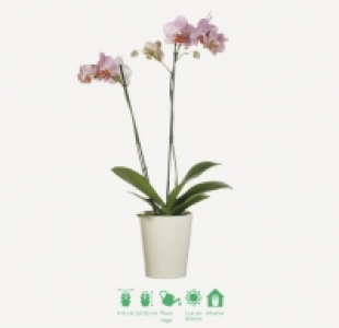 Orquídeas de dos tallos