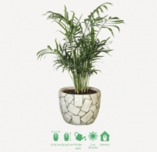 Planta en tiesto decorativo 4.99 €