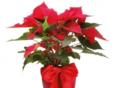 Flor de Pascua 1.99 €