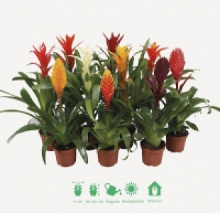 Vriesea Mix