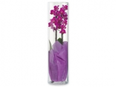 Orquídea 9.99 €