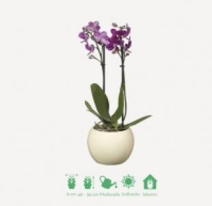 ORQUÍDEA MARIPOSA