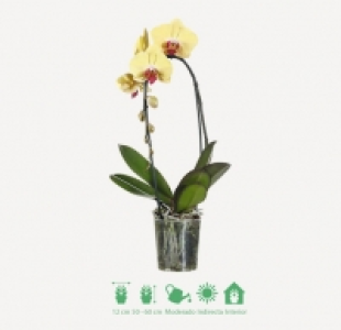 PHALAENOPSIS CASCADE