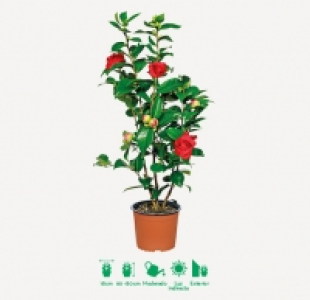 Garden Feelings® Camelia