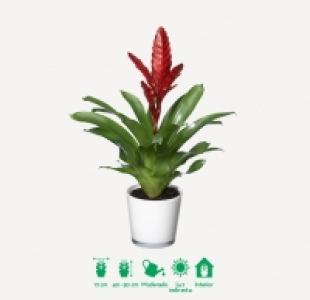 Bromelia 7.49 €