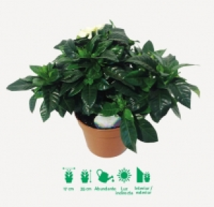 Gardenia