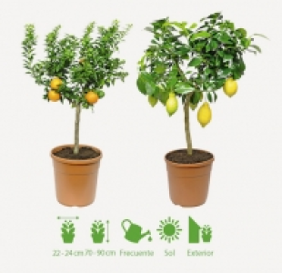 PLANTAS MEDITERRÁNEAS