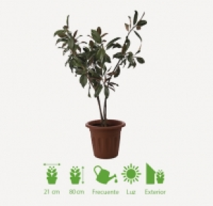 MAGNOLIO
