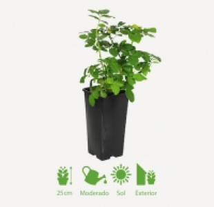ROSAL 2.79 €