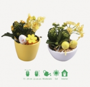 COMPOSICIÓN DE NARCISOS