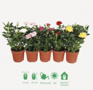 Rosas en maceta