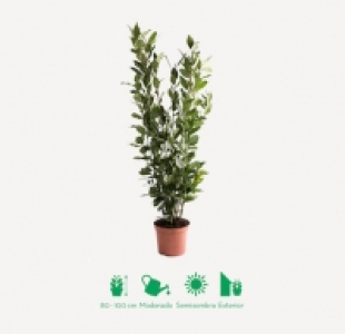 Aldi  LAUREL