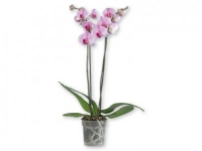 Orquídea de 2 tallos 7.99 €
