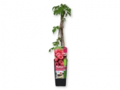 Lidl  Árboles frutales