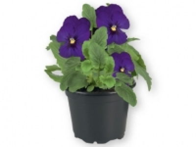 Pensamiento 0.49 €
